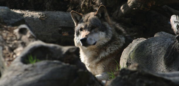     wolf in the Alpenzoo Innsbruck 